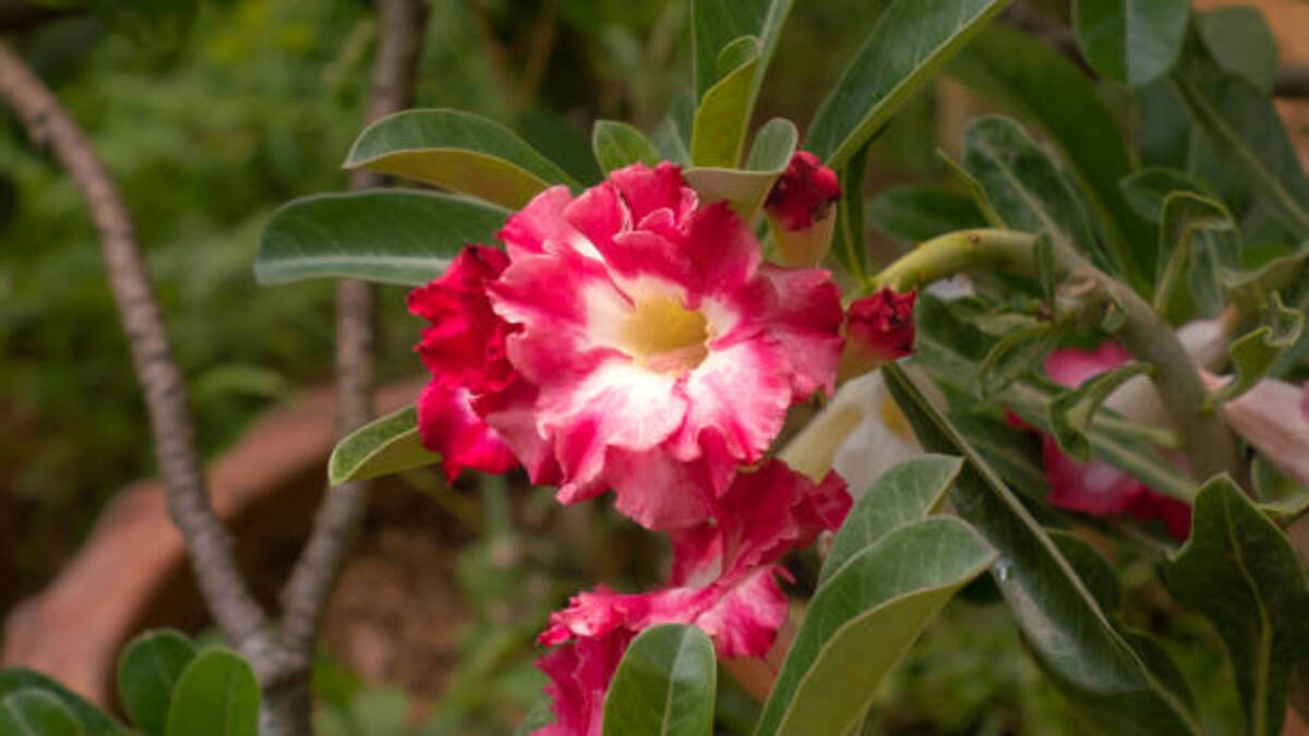Tillandsia Flower