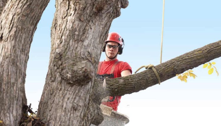 tree service saratoga ca