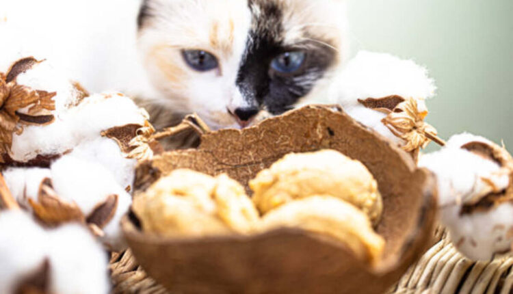 The Fascinating World of Salty Licorice Cats