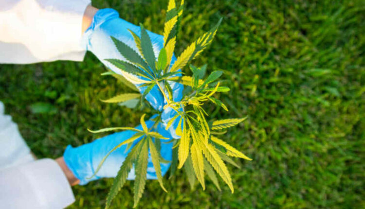 CDT Cart Features You Should Know