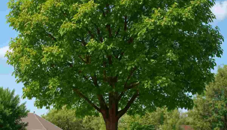 professional tree trimming and removal by Kap Tree